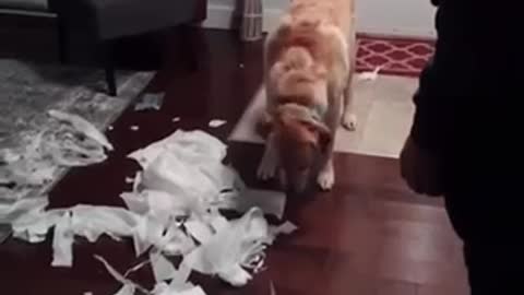 Guilty labrador