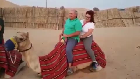 Couple climbs on camel and the camel can't take them both