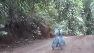 Parrots dance in Georgian