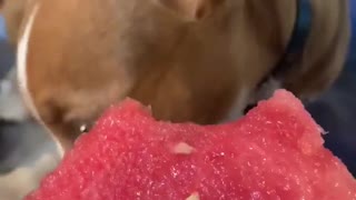 Beagle eating watermelon on a summers day!