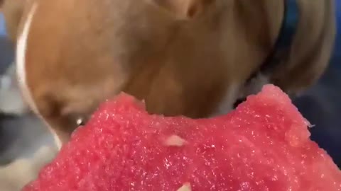 Beagle eating watermelon on a summers day!