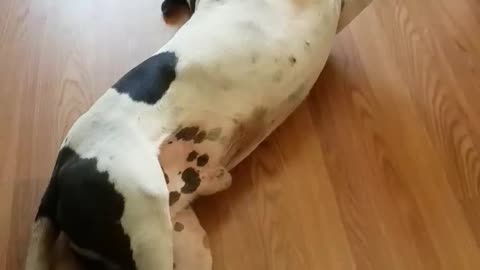 Dog is too lazy to get up