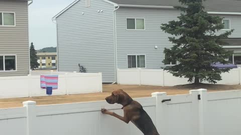 Curious Hound Learns Not to Chase Magpies