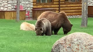Grizzly Family Grazes on Grass