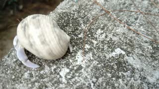 Cute Hermit Crab looking for food part 1