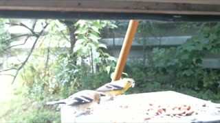 Late Summer Baby Goldfinch