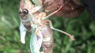 Newly Emerged Cicada