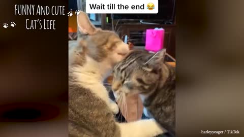 Watch Until The End! Don't Mess With These Pets Funny Angry Cats