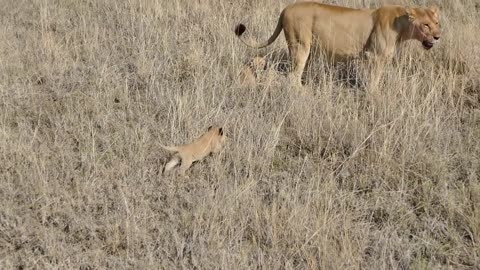 lion cubs first time outdoor adventure