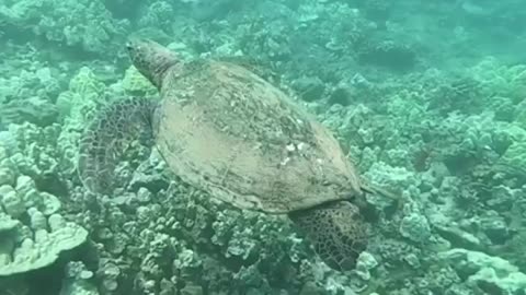 Some footage of Green Sea Turtles from a recent trip to Maui, Hawaii.