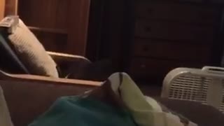 Cat trying to catch feather falls off the bed