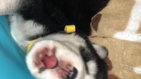 Newborn Husky Learning To Howl!