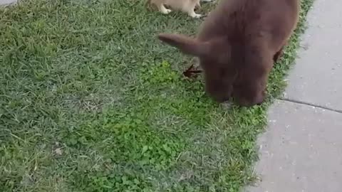 Adorable Newfoundland puppy tries to play with the sassy pomeranian