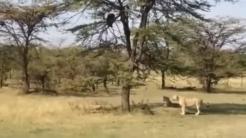 Monkey Rushes To Attack The Lion To Save The Zebra - The Chase Of The Lion And The Wild Boar