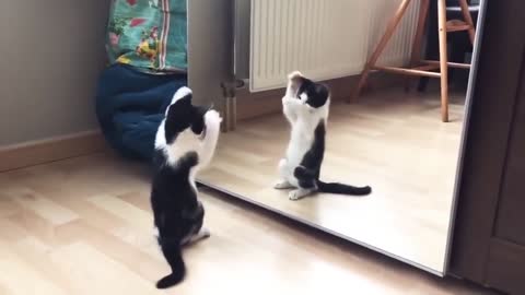 Funny cat mirror dancing video!