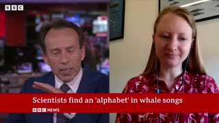 Sperm whales have their own alphabet,scientists say | BBC News