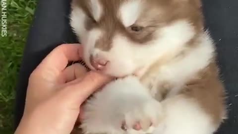 The Cutest Husky Puppy You're Going To See Today