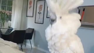 Parrot wanna danсe