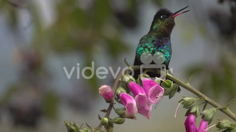 Beautiful slow motion close up of Violet headed Hummingbirds in a rainstorm in Costa Rica 1