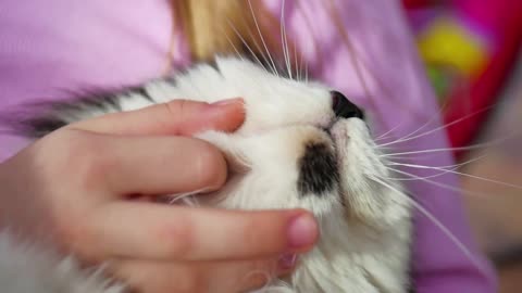 A girl caresses a cat. The cat closed her eyes and enjoyed caresses