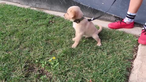 Puppies trying hoverboards