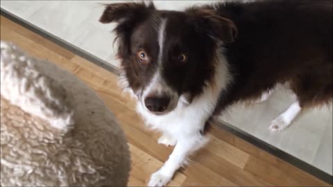 Excited puppy can't control tongue when given new toy