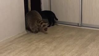 Raccoon Sits on Cat