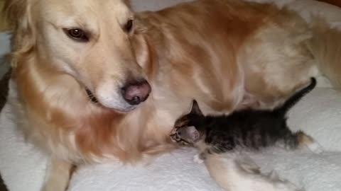 Newborn kitten cuddles with gentle foster dog