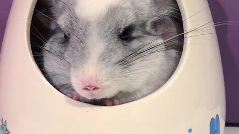 Chinchillas tightly squeeze into tiny containment