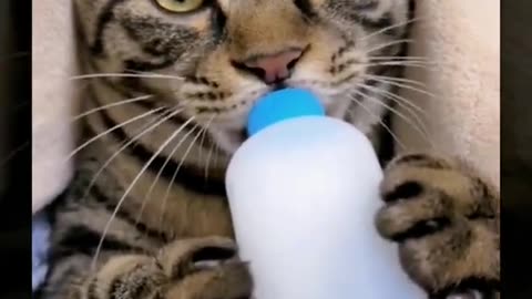 Funny cat videos. #funnycats #cutecats #petsfunnyvideos #cutecatclips , Funny  Cat