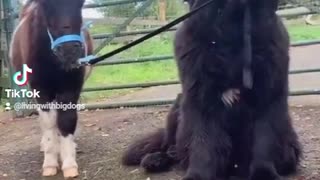 Newfoundland adorably express his love for the tiny horse