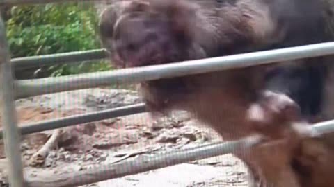 Wild boar father been caught for wild boars farming?