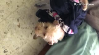 Small dog carries clothes on his back