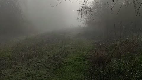 Magic Morning Walk with my dog in the fog.