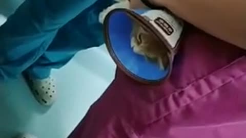 Funny cat injection videos / cat injection funny compilation video