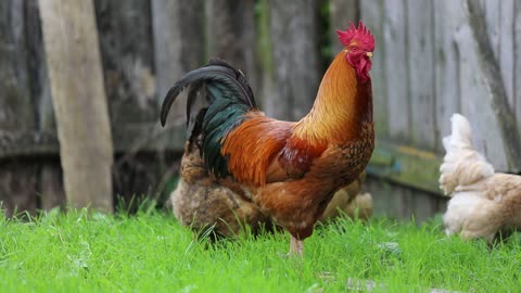 Amazing Group Of Chickens Looking For Food In Grass