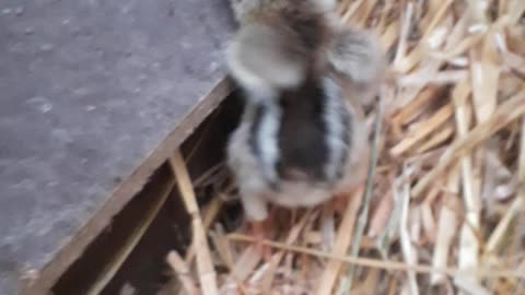 Baby chick going back to mum