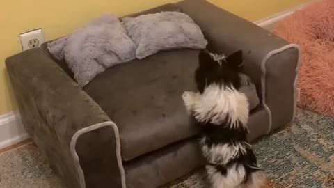 Adorable Yorkie puppy tries and fails to jump upon couch