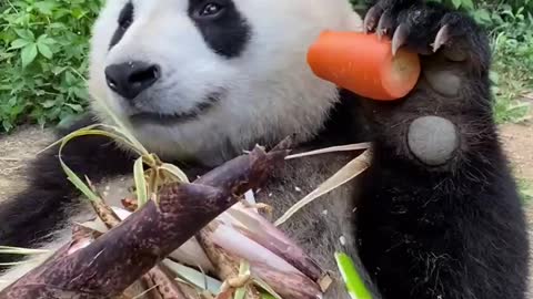 Pandas who love carrots