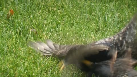Birds battle for worms in backyard