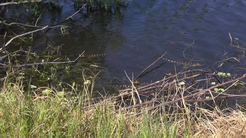baby alligators in Florida lake