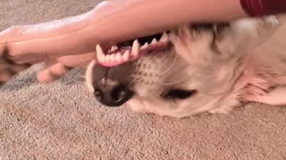 Doggy Plays With Macabre Chew Toy