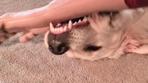 Doggy Plays With Macabre Chew Toy