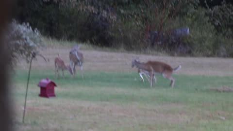 Fawns of Joy, Deer Cam Weekly