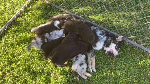 Australian Shepherd Puppies Feeding 12/20