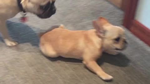 Frenchie scares his puppy brother