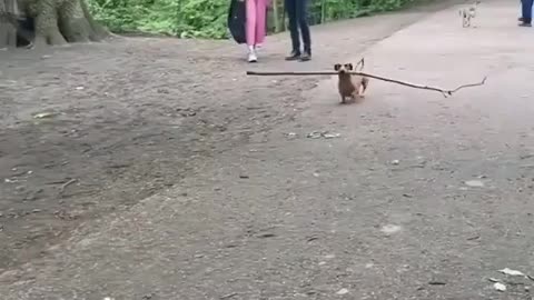 Watching cute doggy walking with the stick in his mouth