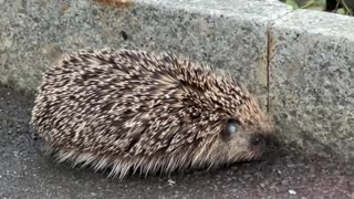 encounter with #hedgehog #igel