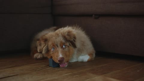 Dog Playing a Toy cube.
