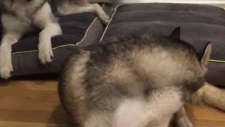 Husky howls after first husky